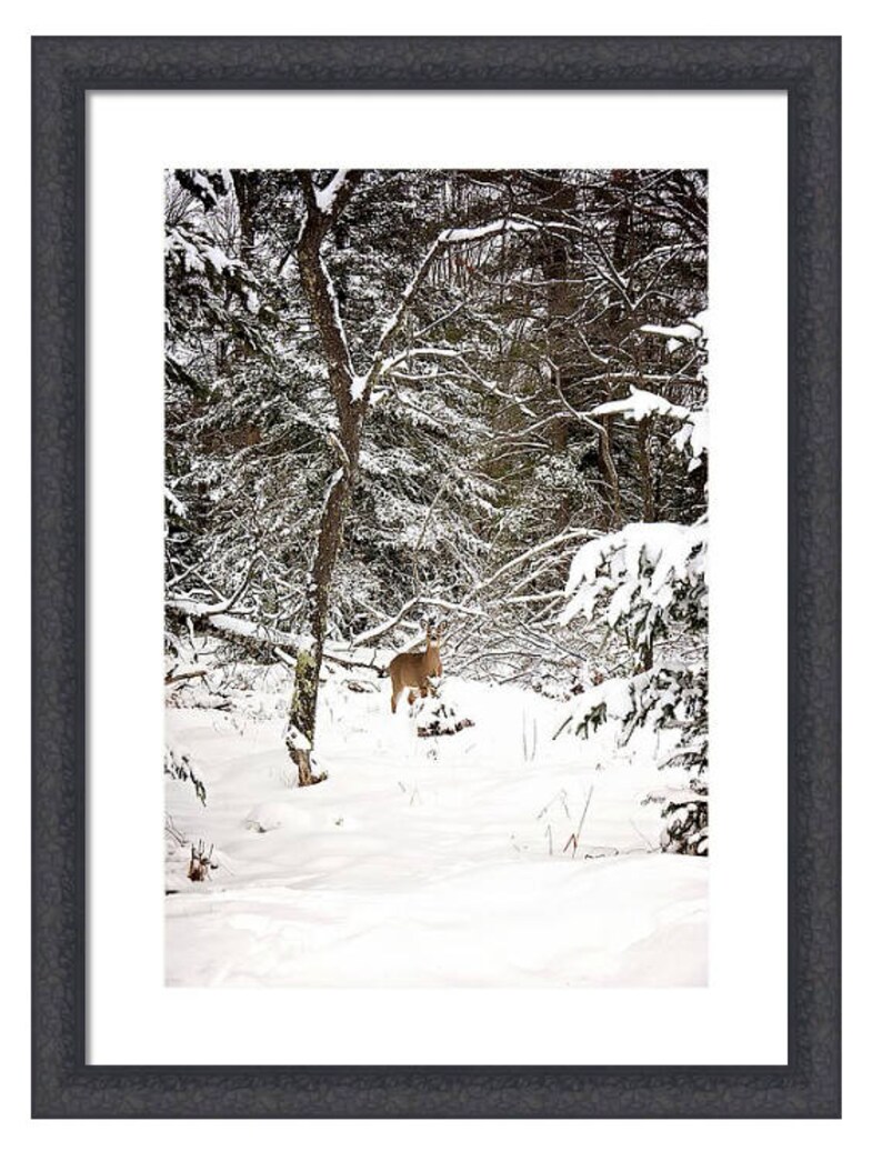 Michigan Whitetail Deer in Snow Print Woodland Deer Print Etsy