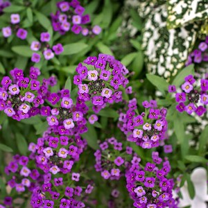 Stampa alyssum dolce viola, arte della parete floreale, decoro floreale viola, stampa botanica, arredamento domestico viola, foto fiore viola, carta fiore viola