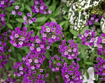 Purple Sweet Alyssum Print, Floral Wall Art, Purple Flower Decor, Botanic Print, Purple Home Decor, Purple Flower Photo, Purple Flower Card