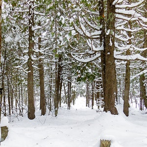 Snow Covered Pines, Winter Background, Winter Solitude, Winter Tree Photo, Winter Photograph, Winter Snow Picture, Snow Scene