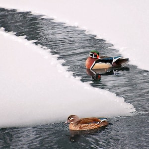 Wood Duck Photograph, Wild Bird Art, Waterfowl Photography, Bird Lovers, Wildlife Photo, Birder Gift Idea, Water Birds, Bird Photograph