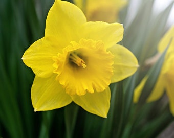 Daffodil Spring Flower Photo, Flower Decor, Narcissus Photograph, Yellow Floral Botanical Print, Daffodil Art Decor, Garden lover gift