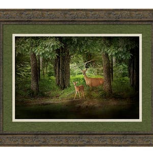 Deer Print, Wild Deer Art, Deer in the Wild, Wildlife Photo Card, Deer Photography, Enchanted Forest Deer, Wildlife Photograph image 2