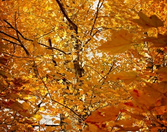 Fall Photograph, Autumn Leaves Photo, Rustic Nature Print, Autumn Photograph, Maple Leaf Tree, Michigan Fall Color Print, Autumn Artwork