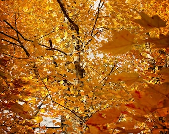 Fotografía de otoño, Foto de hojas de otoño, Impresión rústica de la naturaleza, Fotografía de otoño, Árbol de hojas de arce, Impresión en color de otoño de Michigan, Obras de arte de otoño