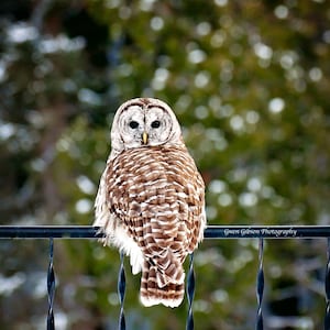 Barred Owl Picture, Owl Photography, Owl Photo, Hoot Owl, Barred Owls, Birds of Prey, Animal Print, Owl Lover Gift, Wildlife Photograph