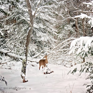 K&ouml;nnte beinhalten: Eine Winterlandschaft mit einem Hirsch in einem verschneiten Wald. Der Hirsch ist hellbraun, und die B&auml;ume sind mit Schnee bedeckt. Das Bild ist eine Fotografie einer nat&uuml;rlichen Landschaft.