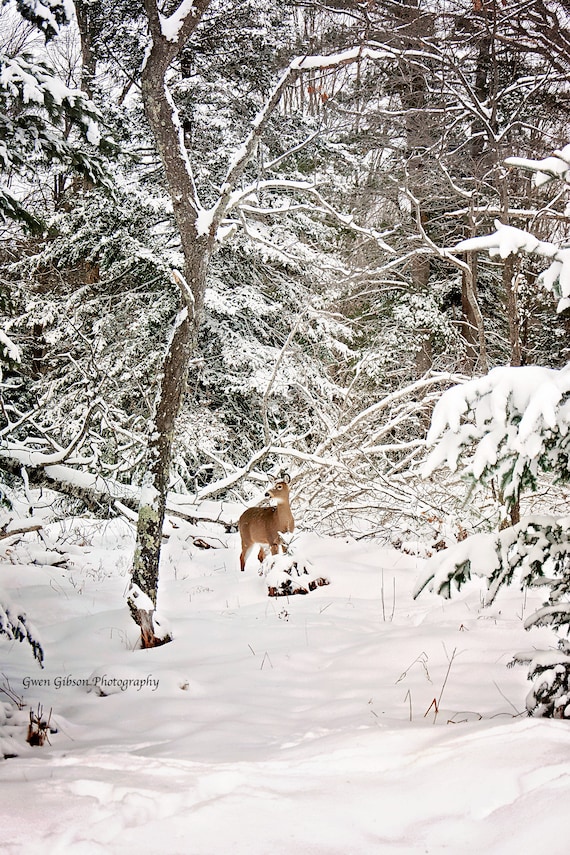 Whitetail Michigan Deer Photo, Wildlife Note Cards, Winter Wildlife Art, Deer in the Wild, Woodland Deer Print, Country Wildlife, Deer Photo