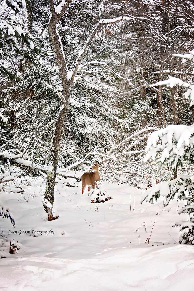 K&ouml;nnte beinhalten: Eine Winterlandschaft mit einem Hirsch in einem verschneiten Wald. Der Hirsch ist hellbraun, und die B&auml;ume sind mit Schnee bedeckt. Das Bild ist eine Fotografie einer nat&uuml;rlichen Landschaft.