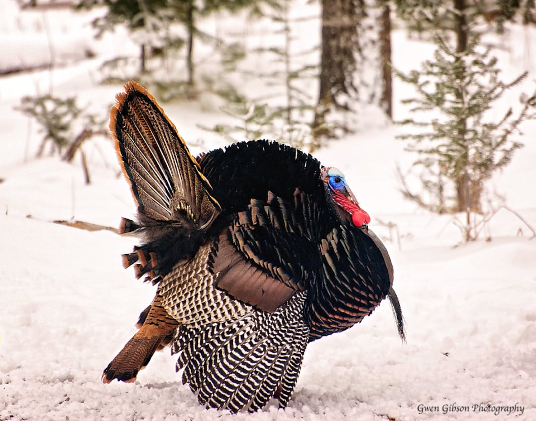 WILD TURKEY OUTDOOR SET 特級表記 Wild Turkey 86.8-Proof KSBW (1984 