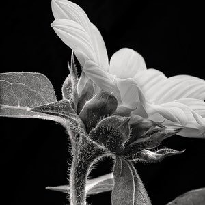 Black and White Sunflower Photo, High Contrast Wall Art, Macro Photograph, Single Sunflower, Mod Flower Print, Gothic Decor, Minimalist