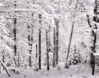 Winter Print Wall Art, Forest Snow Picture, Woodland Photograph, Snowy Trees, Winter Wonderland Landscape, Upper Peninsula Snow Print