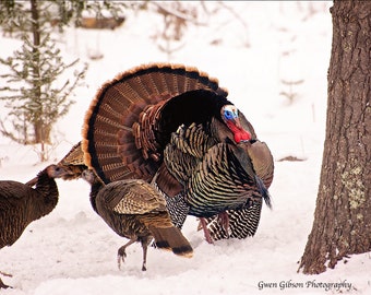 Wild Turkey Fine Art Bird Photography, Wildlife Photography, Game Bird Prints, Upper Peninsula of Michigan, Strutting Tom Turkey in Spring