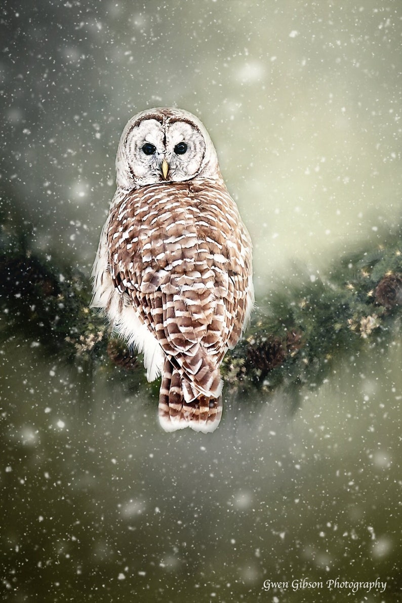 May include: A barred owl with brown and white feathers perches on a branch in a snowy forest. The owl has large, round eyes and a sharp beak. The background is a soft, green and white blur.