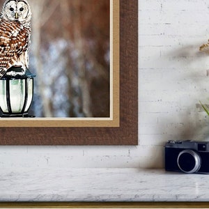 May include: A barred owl perched on a black metal lamp post with a clear glass globe. The owl has brown and white feathers and yellow eyes. The background is a blurred out image of a snowy forest.