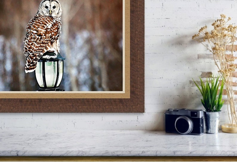 May include: A barred owl perched on a black metal lamp post with a clear glass globe. The owl has brown and white feathers and yellow eyes. The background is a blurred out image of a snowy forest.