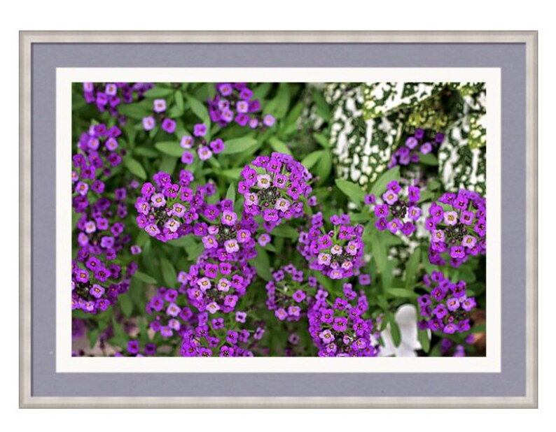 Purple Sweet Alyssum Print Floral Wall Art Purple Flower Etsy