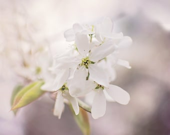 Blossom Photo, Spring Floral Print, Plum purple and white hazy print, Shabby Chic Decor, Macro Flower, Spring Tree Blossom Photo, Whimsical