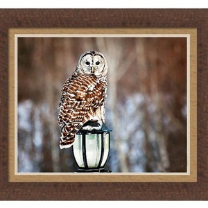 May include: A barred owl perched on a lamppost in a snowy forest setting. The owl has brown and white feathers and large yellow eyes. The lamppost is black metal with a clear glass globe.