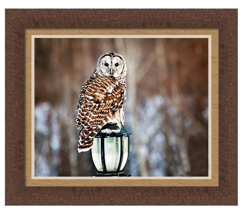 May include: A barred owl perched on a lamppost in a snowy forest setting. The owl has brown and white feathers and large yellow eyes. The lamppost is black metal with a clear glass globe.