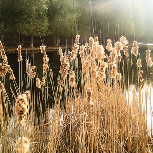 Quenouilles Wall Art Photo, Marshland Print, Wetlands Photography, Meadow Grass Wall Art, Cattail Photograph, Michigan Corn Dog Print, Quenouilles