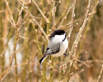 Chickadee Print, Bird Lovers Decor, Chickadee Art, Chickadee Photograph, Gift for Birder, Black Cap Chickadee, Small Bird, Winter Bird Print
