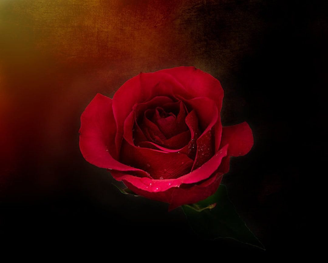Dark Red Rose Photo, Rustic Rose Fine Art Print, Romantic Art