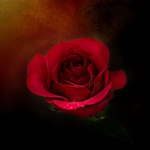 Dark Red Rose Photo, Rustic Rose Fine Art Print, Romantic Art Bedroom, Floral Wall Art, Rose Decor, Macro Flower Print, Victorian Home Decor