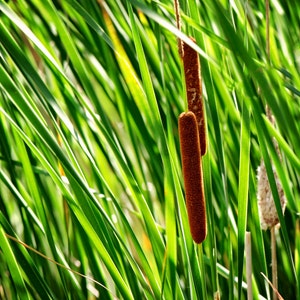 Katzenschwanz Fotografie, Feuchtgebiete Foto, Katzenschwanz Wandkunst, Wildgras Bild, Wiesengras, Teich Katzenschwanz, Katzenschwanz Druck, Katzenschwanz, Marsh Foto