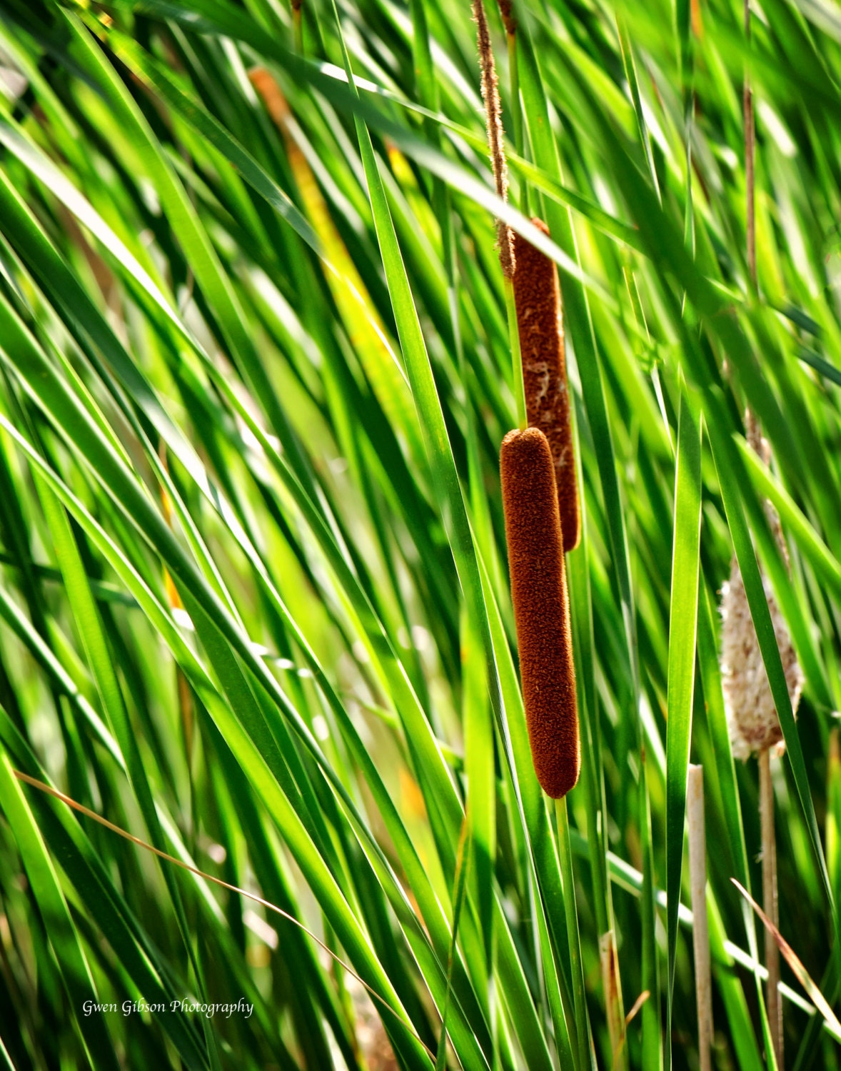 Cattails In Wetlands