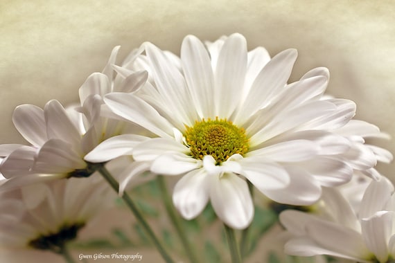 Daisy Gerbera Wall Art Floral Print Decor Garden Lover Etsy