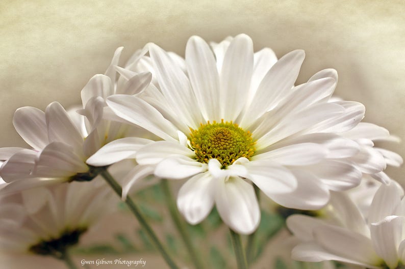Daisy Wall Art Print Photo Photograph Decor Gerbera Nursery Gallery Pretty Fl