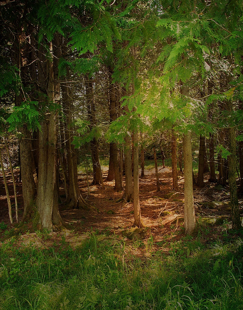 Enchanted Mystic Cedar Forest Print Woodland Photography - Etsy