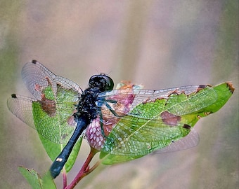 Libelle Wandkunst, Damselflies, Libelle Print, Libelle Karten, Lila und Rosa Libelle Home Dekor, Quadratisches Fotodruck, Makro Foto