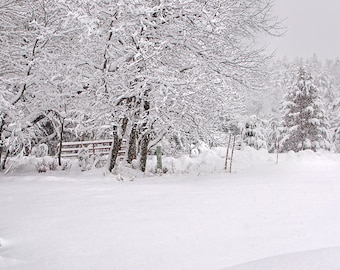 Winter Landscape Wall Art, Christmas Card, Winter Picture, Michigan Snow, Snow Picture, Snow Covered Pines, Snow Scenes, Snow Forest Print