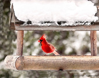 Cardinal in Winter, Red Cardinal Bird, Cardinal Wall Art, Cardinal in Snow, Winter Bird Print, Songbird Art Print, Cardinal Lover Gift