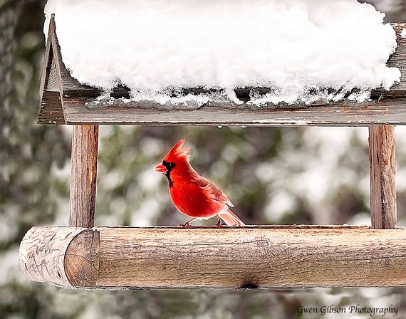 Cardinal In Winter Red Cardinal Bird Cardinal Wall Art Etsy