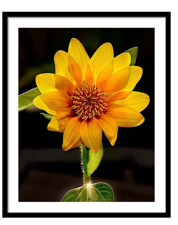 Sunflower Photo Wall Art, Sunflower Photograph, Gothic Sunflower