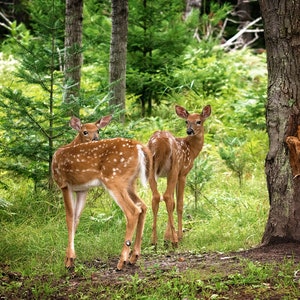 Foto de cervo de cauda branca, fotografia de vida selvagem, vida selvagem da floresta, arte de escritório de vida selvagem, foto de cervo, filhote de cervo, impressão de berçário de cervo