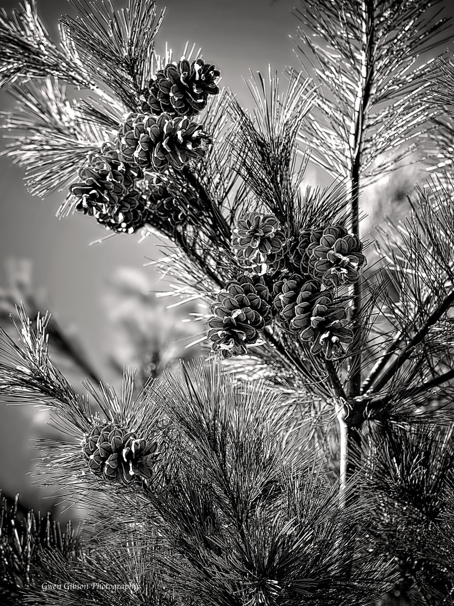 Single Tree Black and White Art Pine Tree Picture Pine Etsy