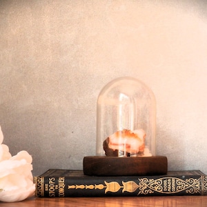 Vintage Glass Cloche On Wood Base