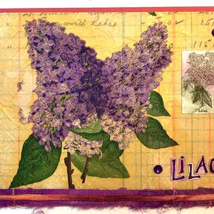 Lilas