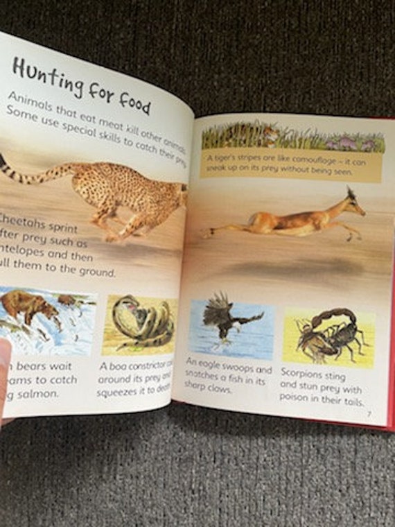 Usborne Beginners Hardcover Book Dangerous Animals by Rebecca Gilpin,  Dangerous Animals for Kids, Predator Animals, Usborne Books Kids 