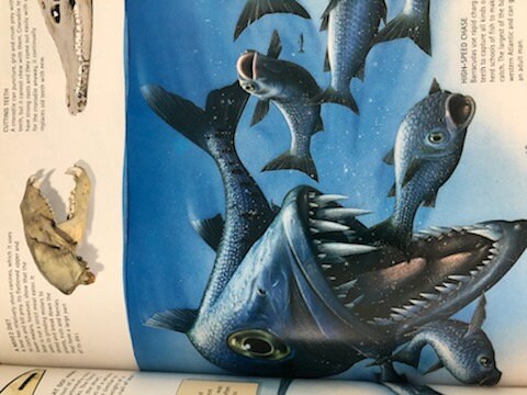 Children's Hardcover Reference Book, the Nature Company