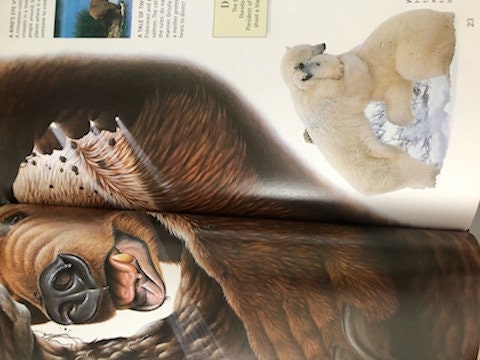 Children's Hardcover Reference Book, the Nature Company