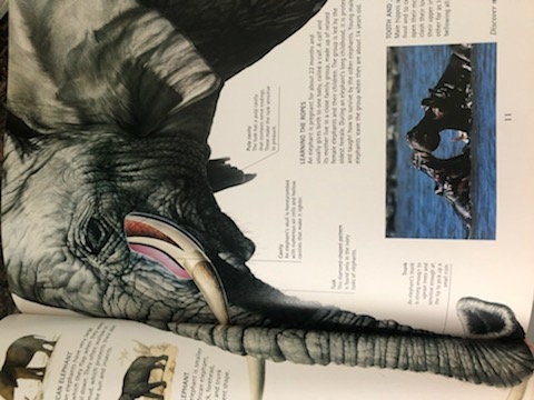 Children's Hardcover Reference Book, the Nature Company