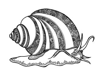 Mystery Snail Coloring Page digital File