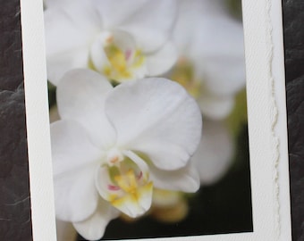 Wedding Card, Engagement Card, Orchid Photo,  Floral Greeting Card, Botanical Card, Photo Greeting Card, Blank with Envelope, Pure Elegance