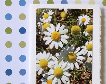 Spring Florals Note Card, Flower Photography Card, Photo Greeting Card, Handmade Greeting, Blank Greeting Card and Envelope, Sweet Chamomile