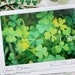 see more listings in the ST. PATRICK'S DAY section